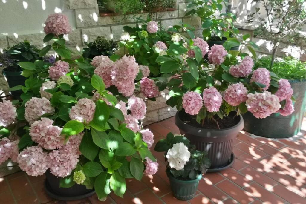Apartment Eli باغ المظهر الخارجي الصورة